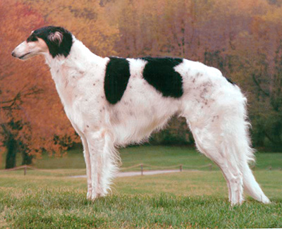 Top Versatility Borzoi 1999